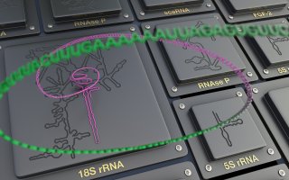 Nový software pro vizualizaci molekul RNA