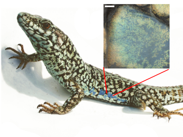 We also study living organisms