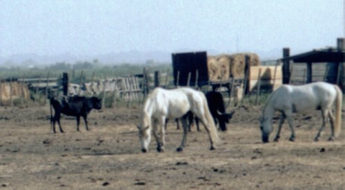 Camargue - bci a kon