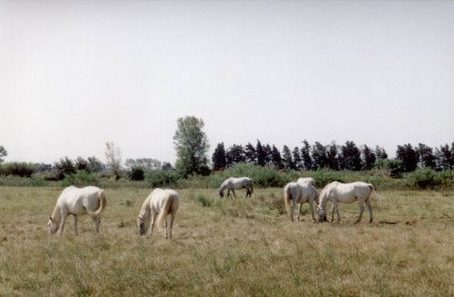 Camargue - opt kon